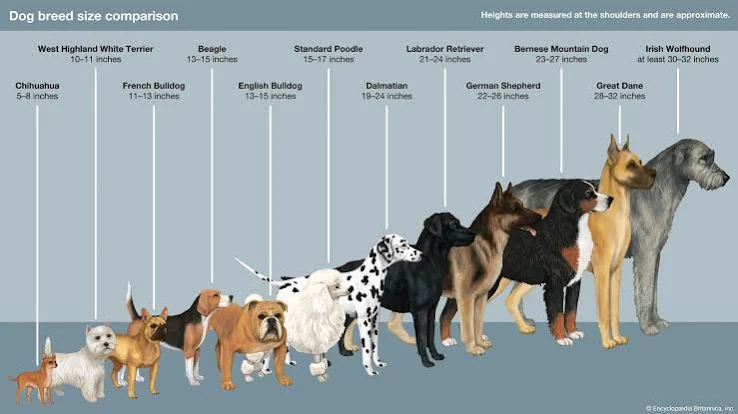 Veterinary surgeon warns against ignoring dog bites   
